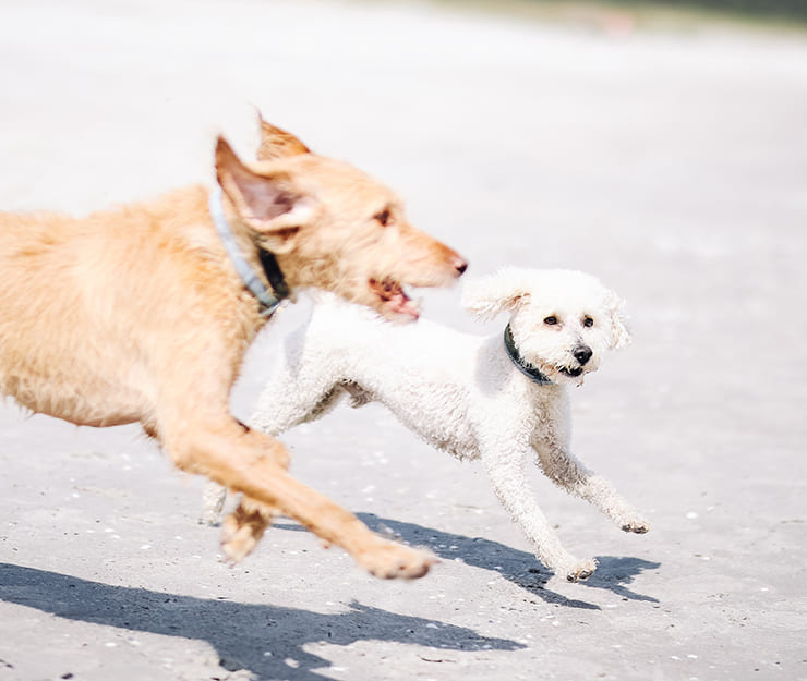 2 Hunde spielen beim Training am Strand bei Sonnenschein